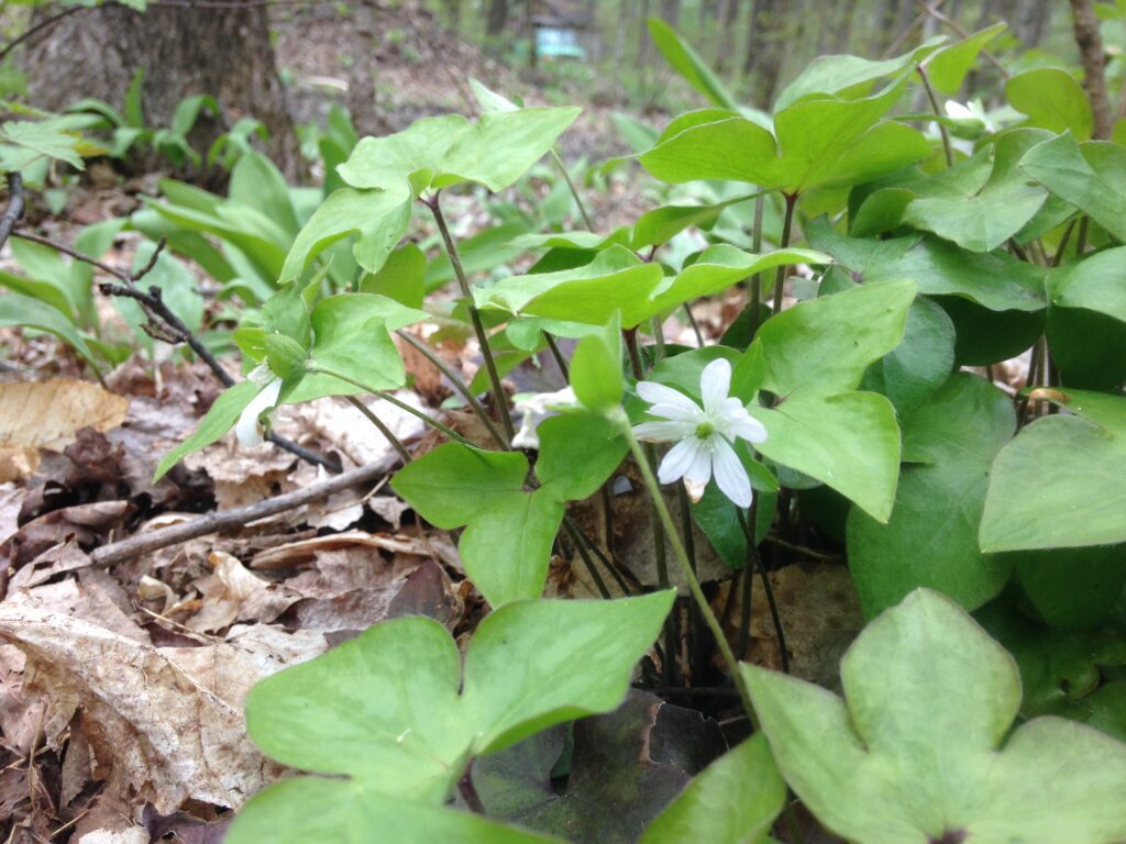 Trilliums picture