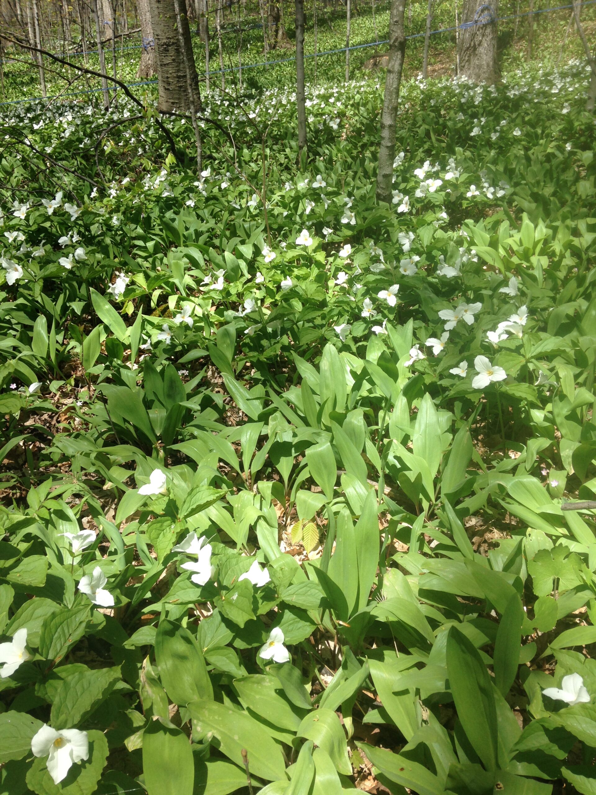 Carpet of trilliums and ramps