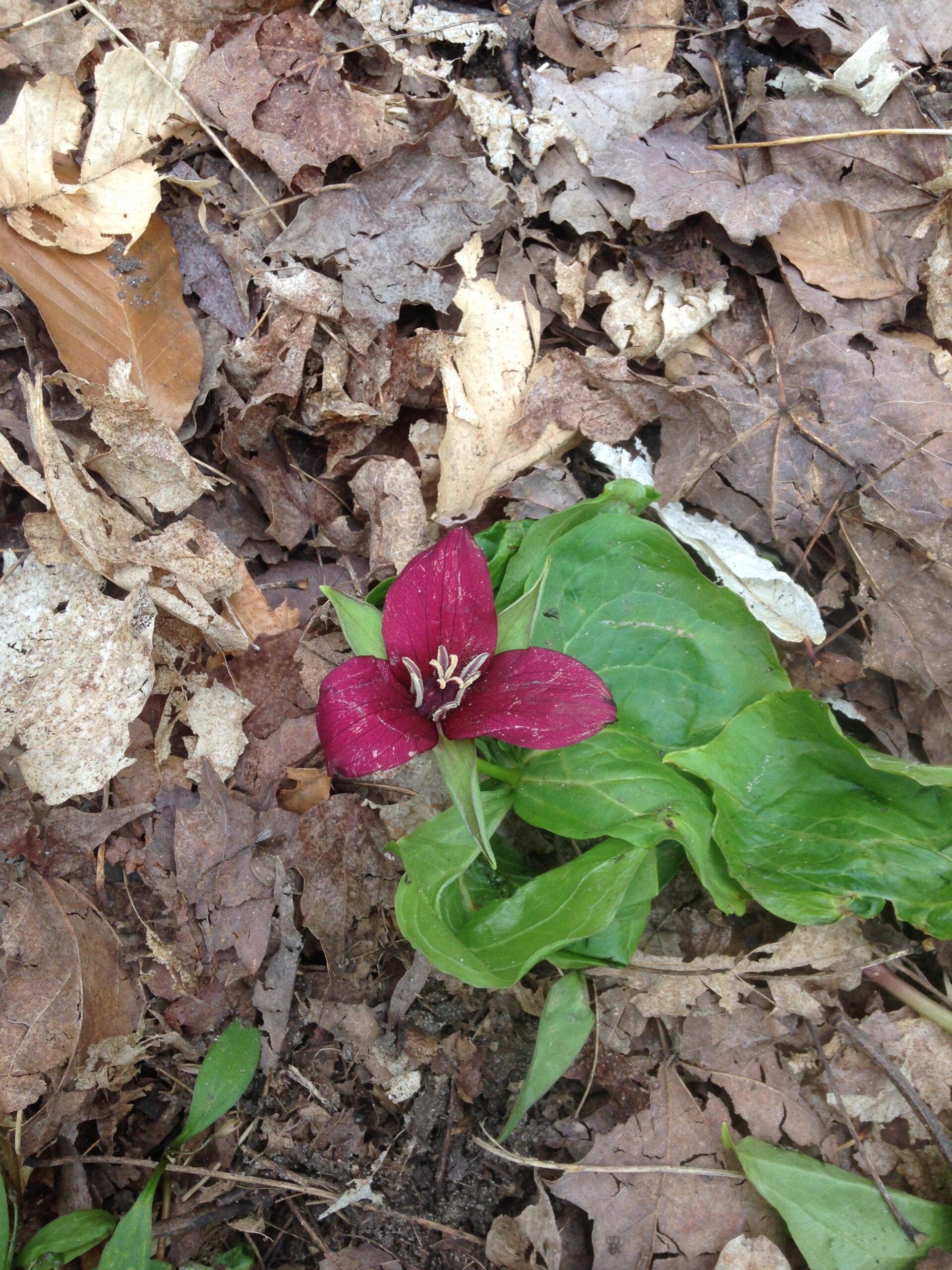 Early spring trillium