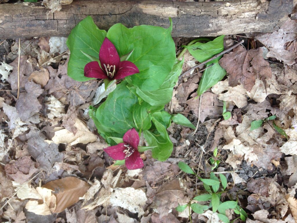 early spring trillium