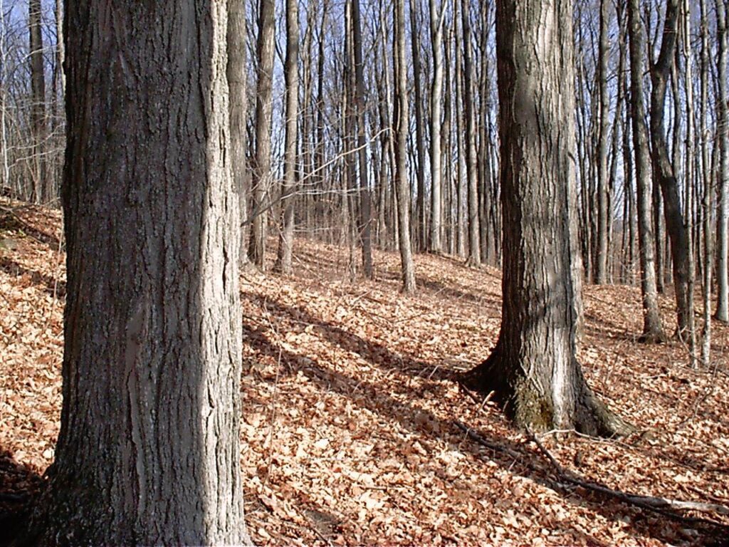 view of woods